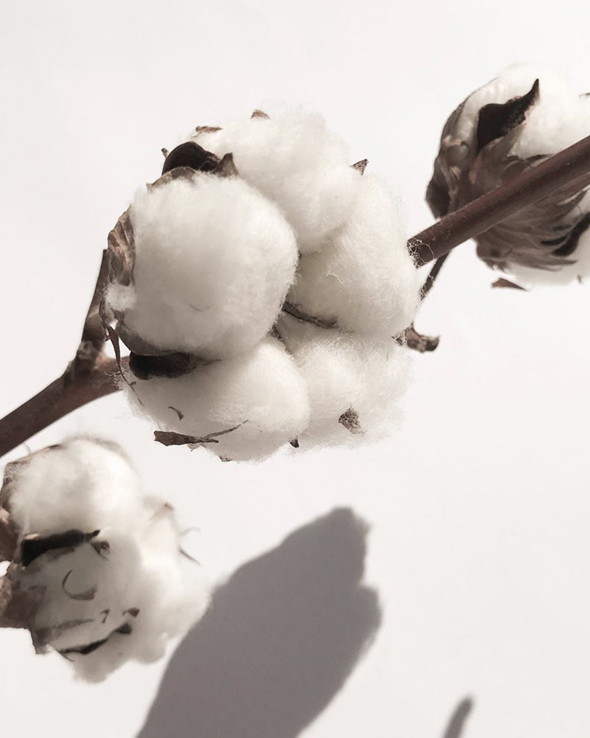 Our sustainable cotton knit fabric