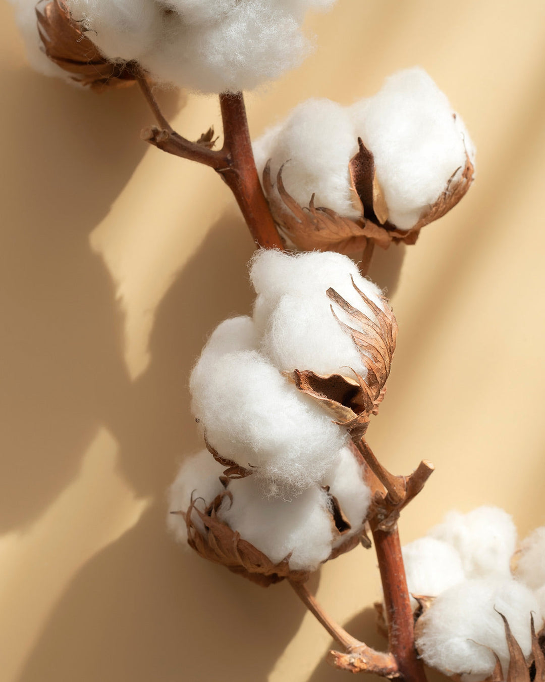 Why Sustainable Organic Cotton is Better than Conventional Knits